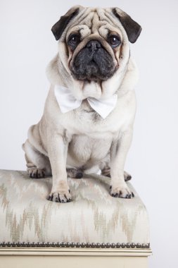 İngilizce Bulldog