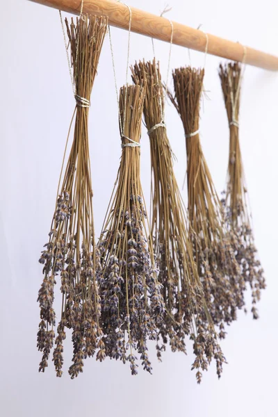 Dried Lavender — Stock Photo, Image