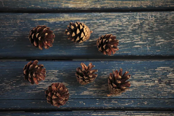 Coan 소나무 — 스톡 사진
