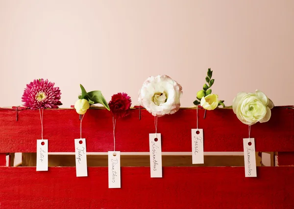 Jarní květinový sortiment — Stock fotografie