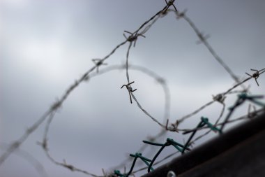 Champ de maïs à la récolte