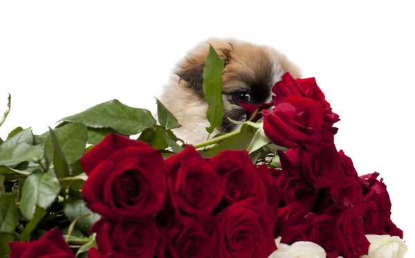 Pekingese mit Rosen — Stockfoto