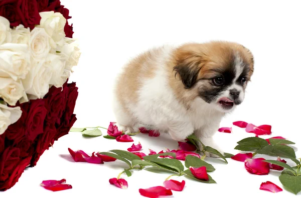 Pekingese with roses — Stock Photo, Image