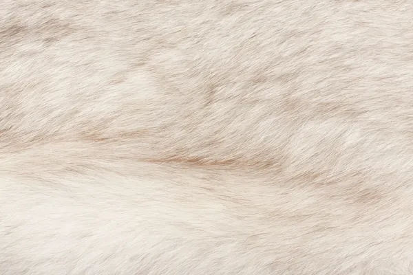 Fur texture — Stock Photo, Image