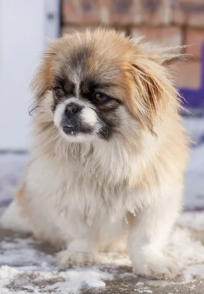 Pekingese kış — Stok fotoğraf