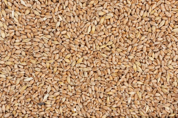 Grano come sfondo — Foto Stock