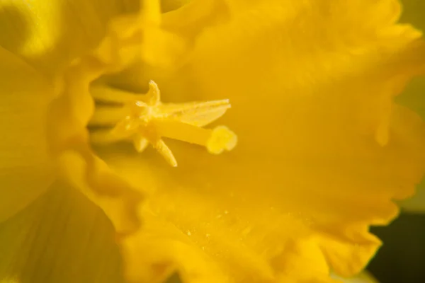 Lent lily — Stock Photo, Image