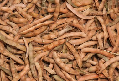 kabuk içinde fasulye