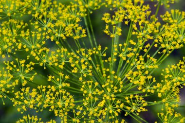 arka plan olarak dereotu