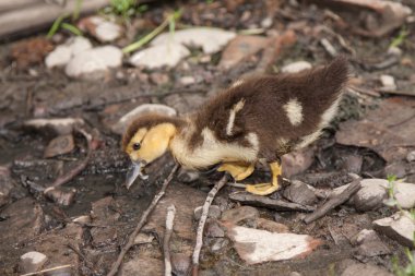 küçük ördek yavrusu