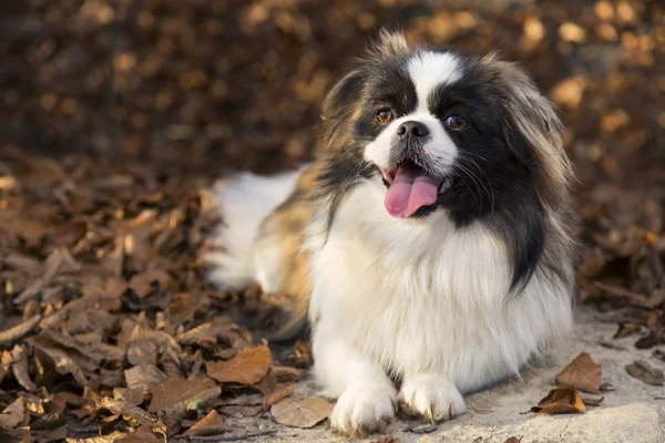 Pekingese köpek — Stok fotoğraf