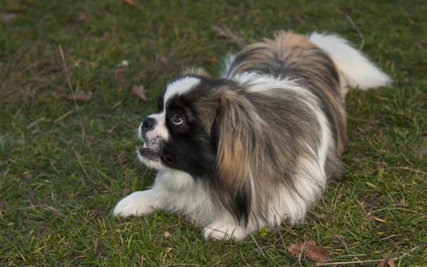 Pekingese köpek — Stok fotoğraf