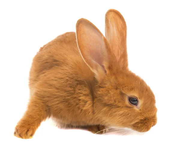 Light brown rabbit — Stock Photo, Image