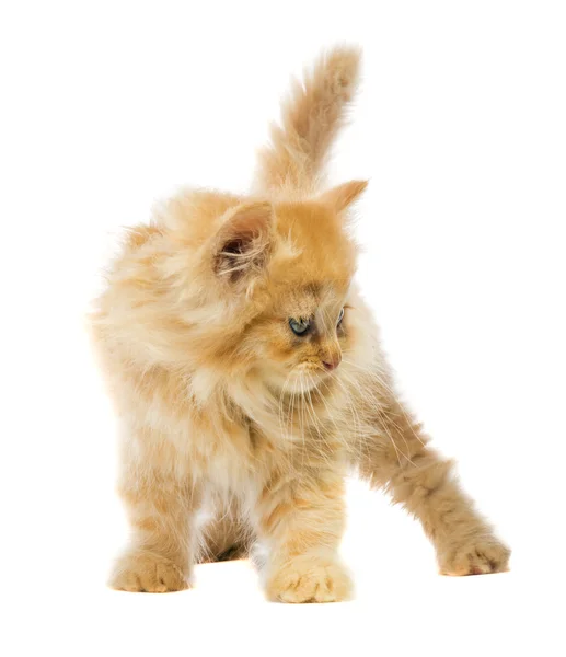 작은 주황색 고양이 — 스톡 사진