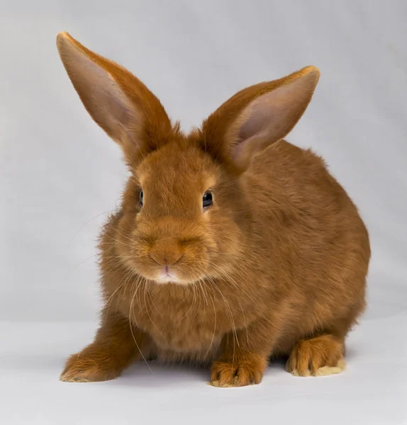 Hafif kahverengi tavşan — Stok fotoğraf