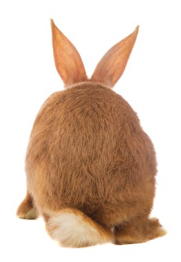 hafif kahverengi tavşan