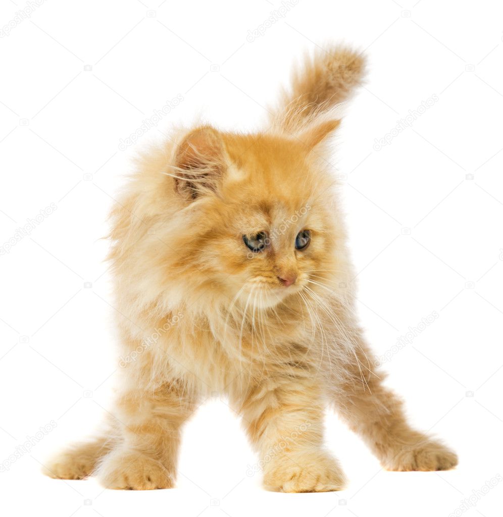 little orange cat stock