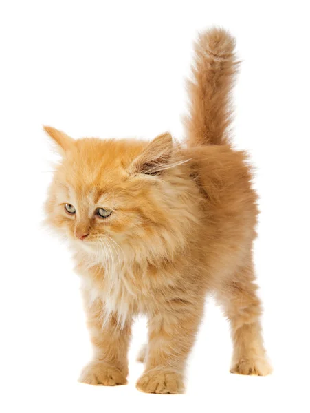 Malá kočka oranžová — Stock fotografie