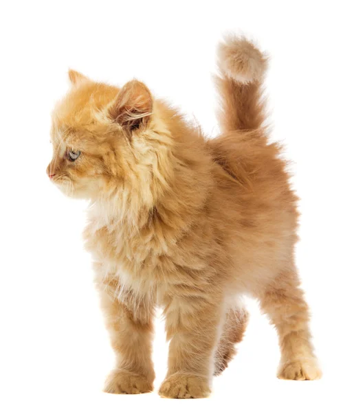 Little orange cat — Stock Photo, Image