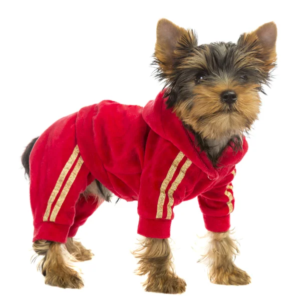 Dog in a tracksuit — Stock Photo, Image