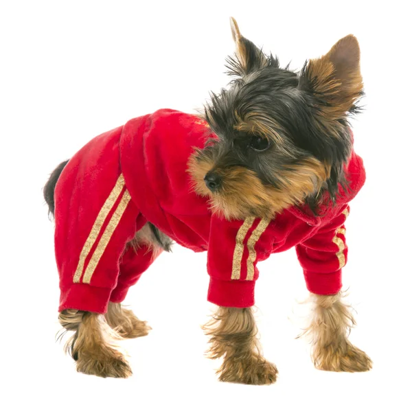 Dog in a tracksuit — Stock Photo, Image