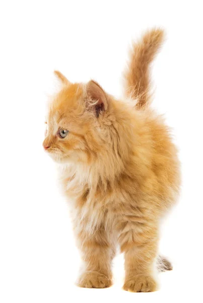Pequeño gato naranja —  Fotos de Stock
