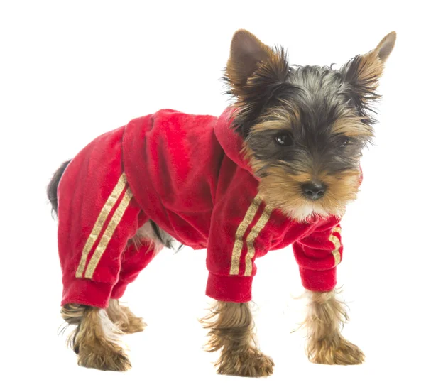 Dog in a tracksuit — Stock Photo, Image