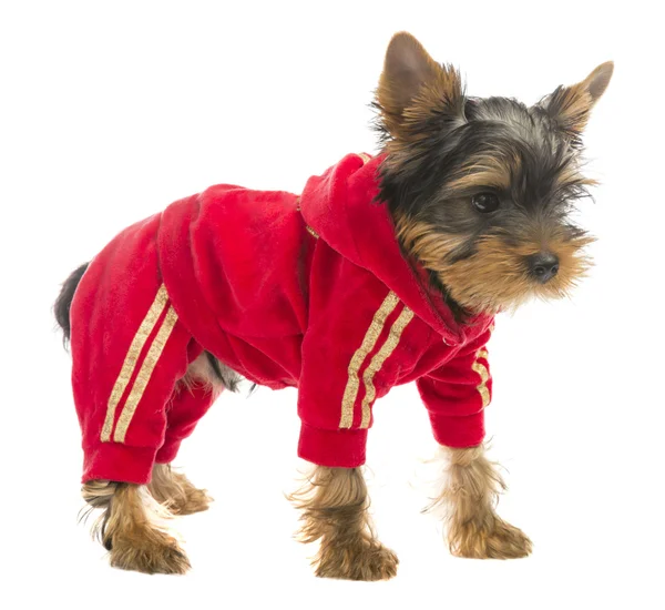 Dog in a tracksuit — Stock Photo, Image