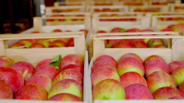 Muchas manzanas rojas en cajas — Vídeos de Stock