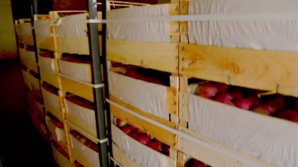 Many red apples in boxes — Stock Video