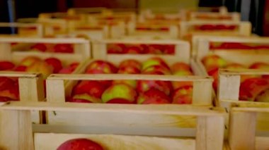 Kutularda bir sürü kırmızı elma