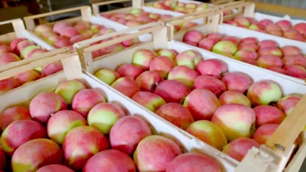 Beaucoup de pommes rouges dans des boîtes — Video