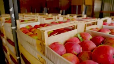 Depoda bir sürü kırmızı elma var.