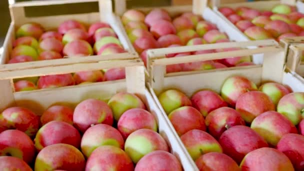 Stort antal äpplen i lådor — Stockvideo