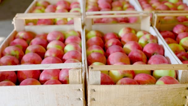 Gran número de manzanas en cajas — Vídeo de stock