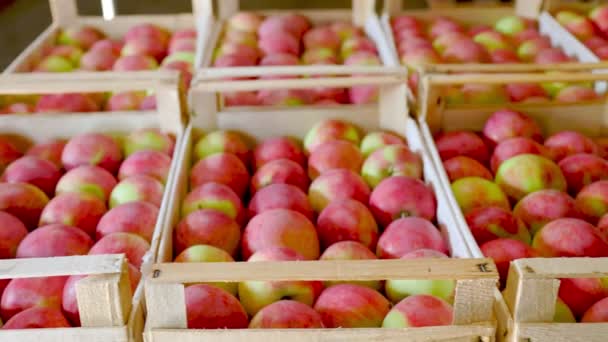 Muchas manzanas rojas en cajas — Vídeos de Stock