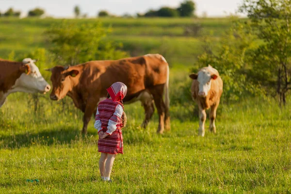 Niña pastando vacas en el césped —  Fotos de Stock