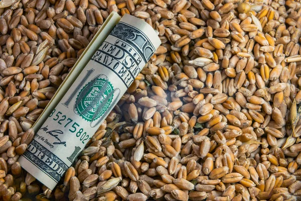 小麦に100ドル札をつけ — ストック写真