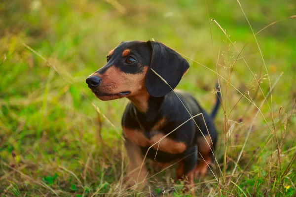 Perro salchicha de pie en la hierba —  Fotos de Stock