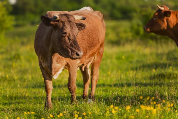 Ko betande på gräsmattan — Stockfoto