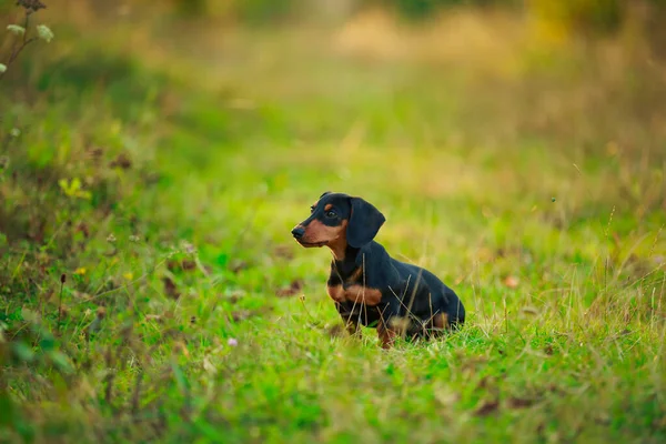 Cão dachshund de pé na grama — Fotografia de Stock