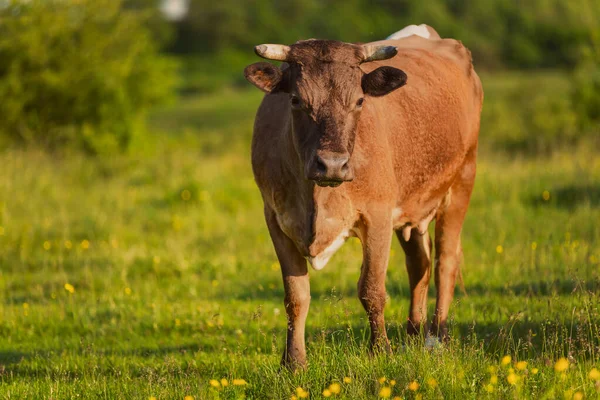 Ko betande på gräsmattan — Stockfoto