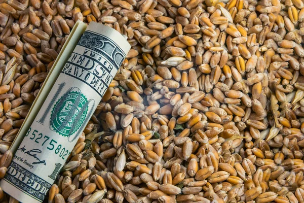 小麦に100ドル札をつけ — ストック写真