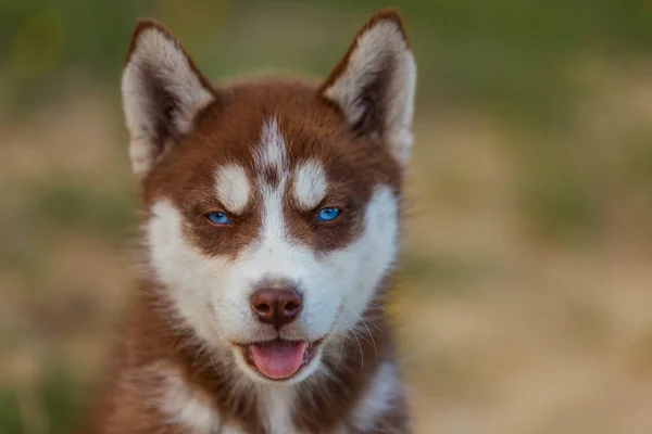 Ritratto di un cane husky dagli occhi azzurri — Foto Stock