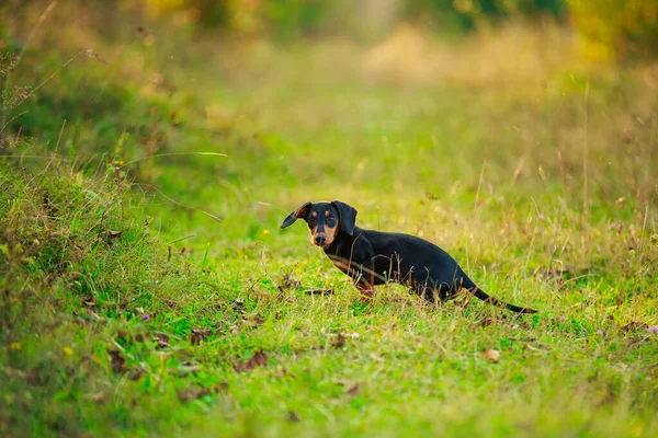 Cão dachshund de pé na grama — Fotografia de Stock