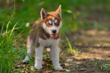 Parkta yürüyen iri yarı bir köpek.