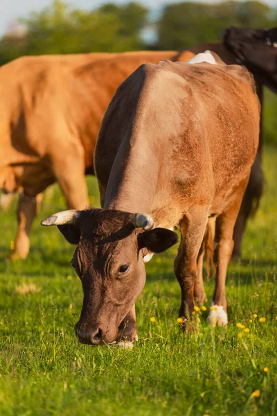 Ko betande på gräsmattan — Stockfoto