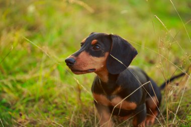 Çimlerin üzerinde duran dachshund köpeği