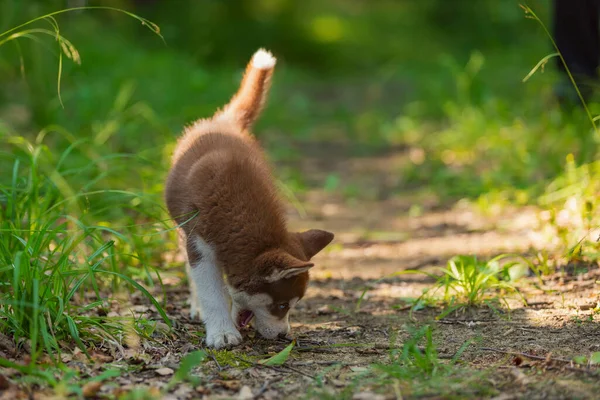 Cucciolo Husky Dagli Occhi Azzurri Passeggiare Nel Parco — Foto Stock