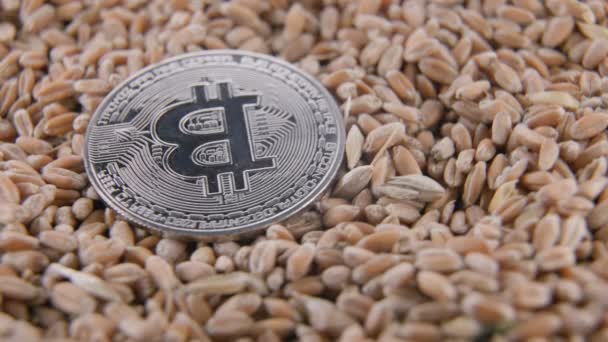 Монети біткоїну лежать на зерні пшениці — стокове відео